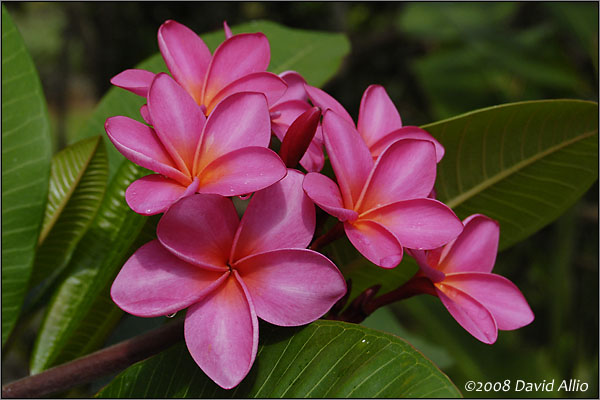 Red Plumeria