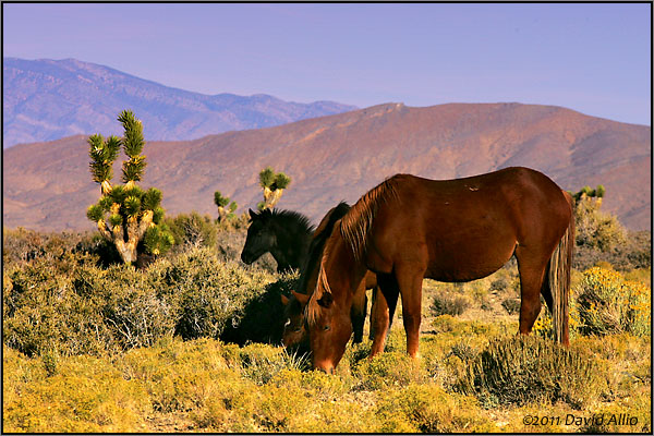 Equus ferus Wild Horses of Cold Creek