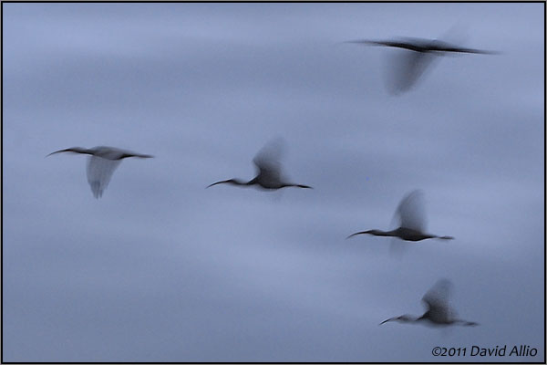 Birds in Flight | ©2011 David Allio