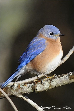 Eastern Bluebird | ©2012 David Allio