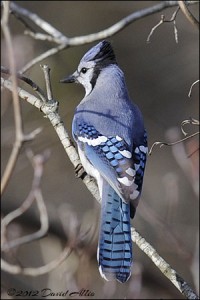 Blue Jay | ©2012 David Allio