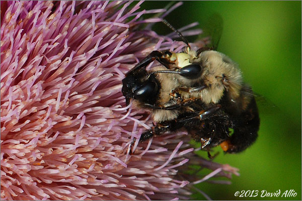 Bombus impatiens