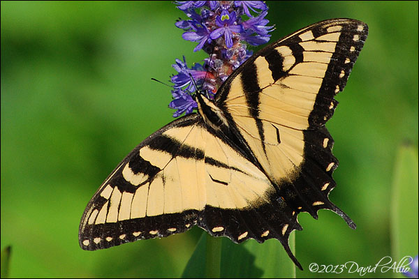 Eastern Tiger Swallowtail 