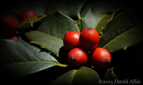 Ilex opaca - American Holly