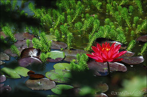 Nymphaea hybrid water lily | ©2014 David Allio