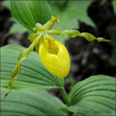 Cypripedium calceolus