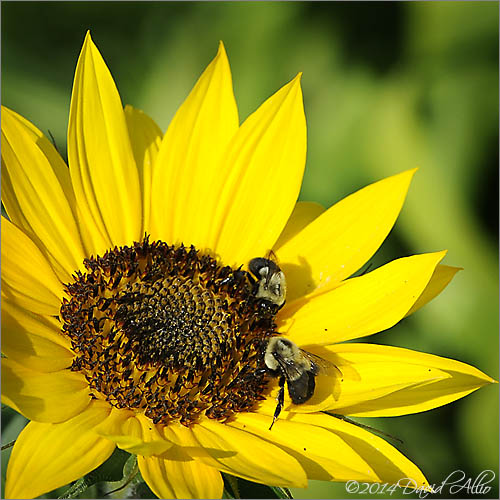 Helianthus annuus