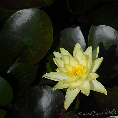 Nymphaea mexicana