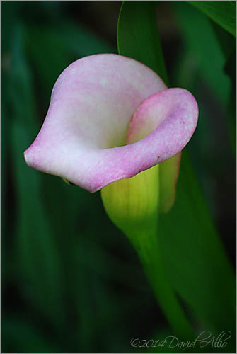 Zantedeschia - Calla Lily