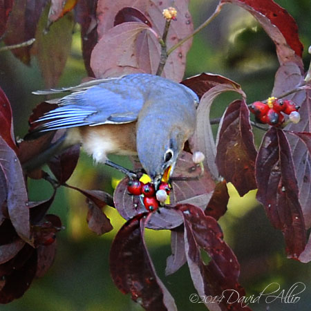 Eastern Bluebird Sialia sialis Flowering White Dogwood Cornus florida