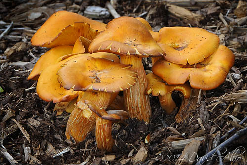 Omphalotus illudens