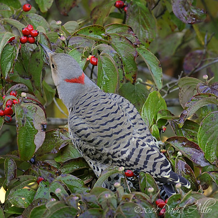 Colaptes auratus Cornus florida