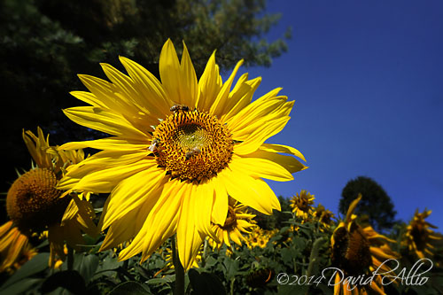 Common Sunflower Helianthus annuus 