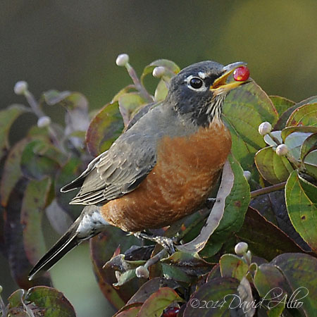 American Robin Turdus migratorius