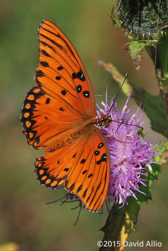 Nymphalidae Agraulis vanillae Gulf Fritillary Asteraceae Cirsium altissimum Tall Thistle