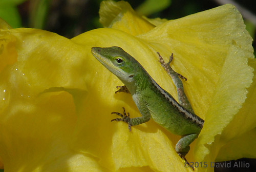 Green Anole American Chameleon Anolis carolinensis German Iris Iris germanica