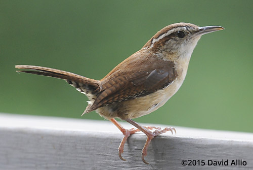 Carolina Wren Troglodytidae Thryothorus ludovicianus