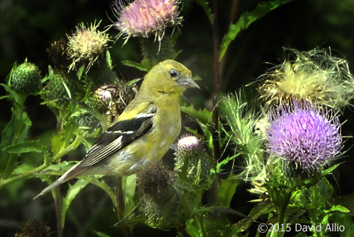 Tyrannidae Empidonax flaviventris Yellow-bellied Flycatcher Asteraceae Cirsium altissimum Tall thistle