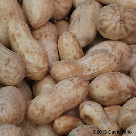 Raw Peanuts Saturday Charleston Farmers Market South Carolina