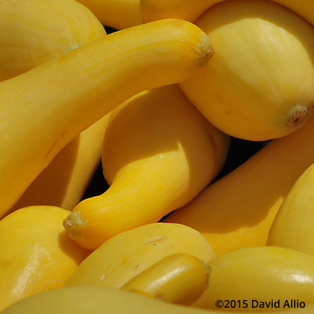 Yellow Squash Saturday Charleston Farmers Market South Carolina