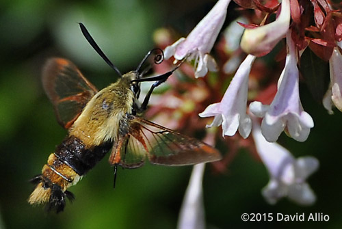 Sphingidae Hemaris diffinis Snowberry Clearwing Moth Caprifoliaceae Abelia × grandiflora Glossy Abelia