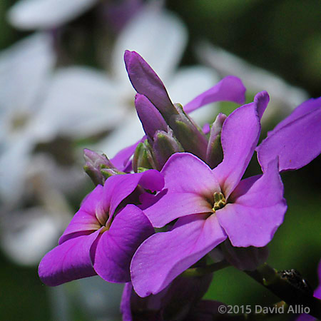 Brassicaceae Hesperis matronalis Dames Rocket