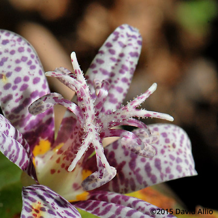 Liliaceae Toadlily Tricyrtis hirta