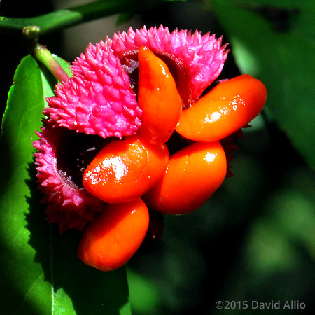 Celastraceae Strawberry Bush Euonymus Americanus Bursting Heart Wahoo