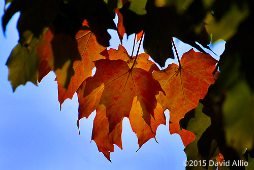 Autumn Sugar Maple Acer saccharum Covington Indiana