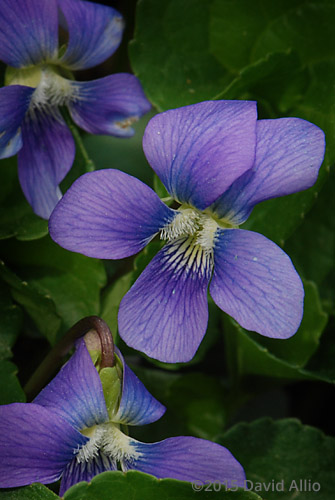 Violaceae Viola sororia common blue violet