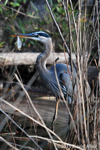 Ardeidae Ardea herodias Great Blue Heron