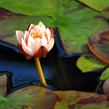 nymphaeaceae nymphaea hybrid water lily