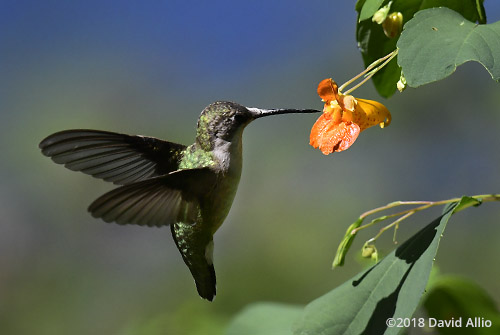 Trochilidae Archilochus colubris female Ruby-throated Hummingbird Balsaminaceae Impatiens biflora Jewelweed Lake Blalock South Carolina